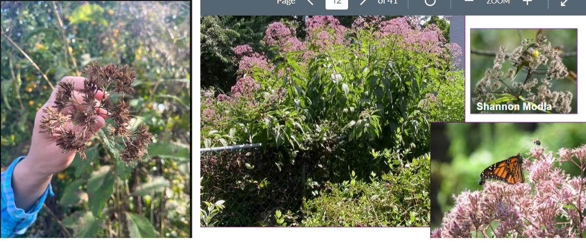 -fuzzy seed pods when dead
-leaves very veiny, has crossveins
-leaves sometimes drooping