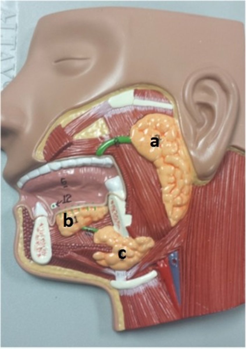 <p>What is the function of the structures labeled a,b, and c?</p>