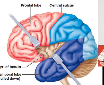 <p>the _____ is a deep cortical structure covered by the ____ (“lips”) of frontal parietal and temporal cortex </p>