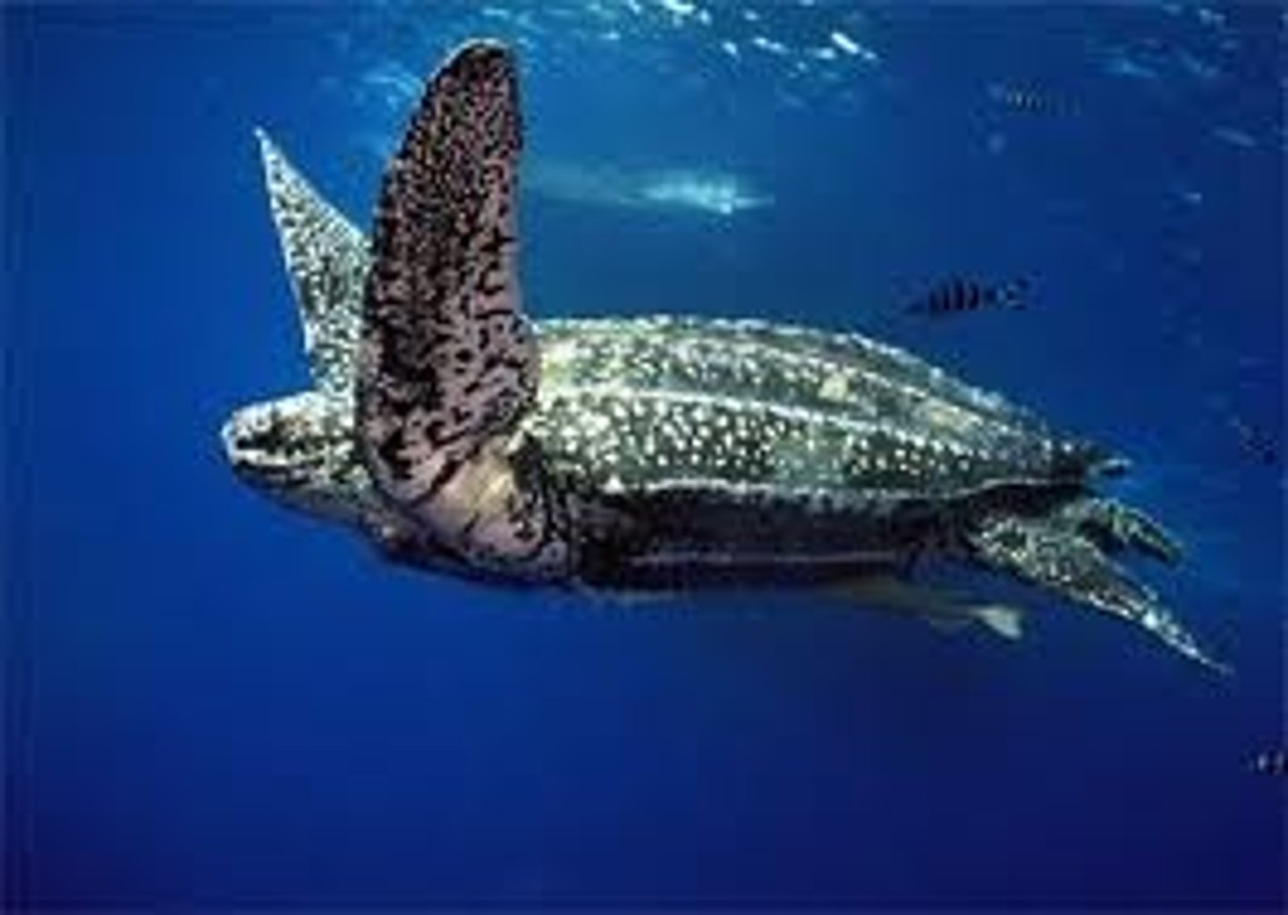 <p>Can weigh 1500 pounds</p>