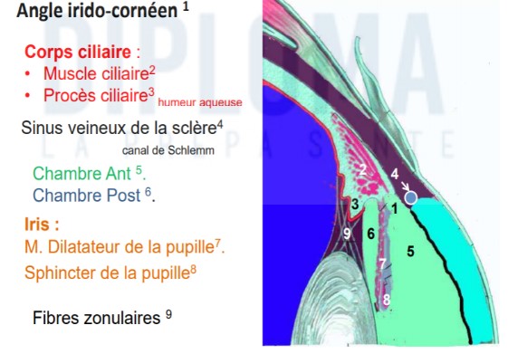 → muscle ciliaire auquel est attaché des fibres zonulaires le reliant au cristallin permettant le mécanisme d'accommodation
→ procès ciliaires → sécrètent humeur aqueuse qui va remplir segment ant de l'oeil