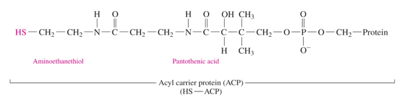 <p>HS- ACP </p><p>-similar to CoA (aminoethanethiol, pantothenic acid, and phosphate) but has a protein attached to the protein </p><p>-binds to the acyl compound to make it into an active carrier </p>