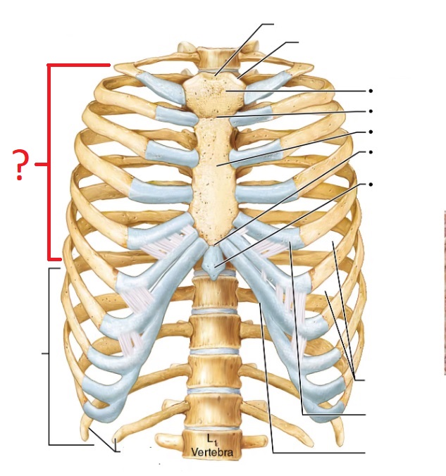 <p>Connect directly to sternum (1-7)</p>