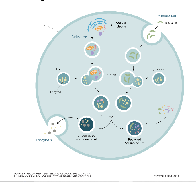<p>A Specialized vesicle</p><p><strong>Contains enzymes that break down and digest unneeded cellular components</strong></p><p>In some immune cells they breakdown foreign materials like bacteria</p>