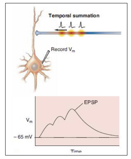 <ol><li><p>second EPSP might be<strong> added</strong> on top of the first</p></li></ol><p><em>ALTHOUGH: depends on the number of releasable vesicle in the presynaptic active zone</em></p><p></p>