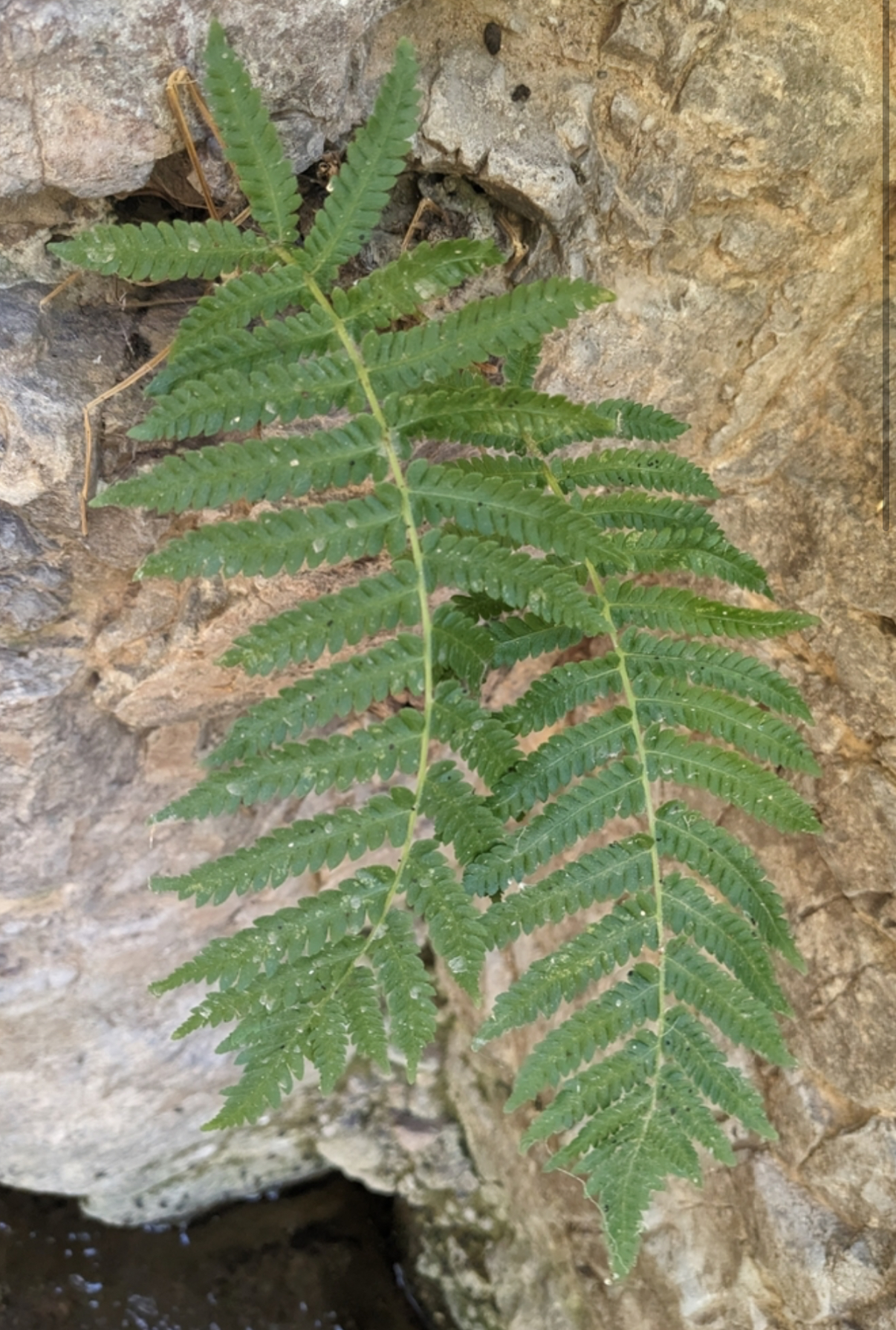 <p>Sonoran maiden fern</p>
