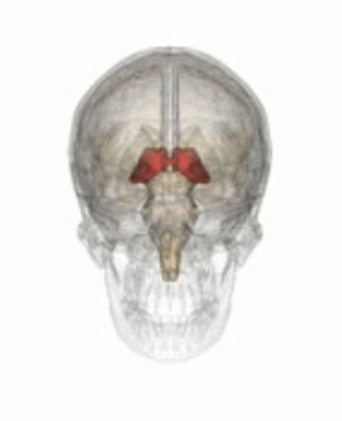 <ul><li><p>Thalamus </p><ul><li><p>located above the hypothalamus&nbsp;</p></li><li><p>receives information from the cerebral cortex&nbsp;</p></li><li><p>projects information to specific regions of it&nbsp;</p></li></ul></li><li><p>Sensory hub&nbsp;</p></li></ul><p></p>