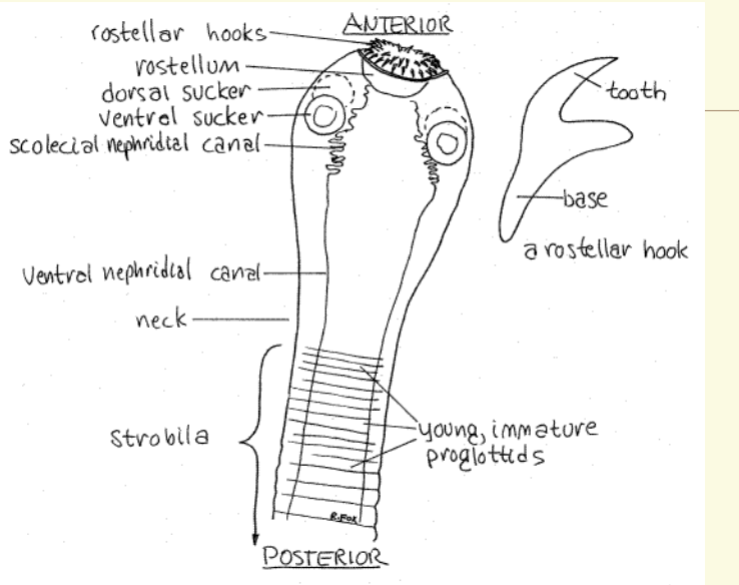 <p><span>Anterior end of the worm (scolex)</span><br><span>4is modified for attachment</span><br><span>– Equipped with four cup-shaped suckers</span><br><span>– May contain Rostellum</span><br><span>• Some species may have a hooks (armed)</span><br><span>– Scolex is usually less than 2 mm long</span></p><p><span>The body is termed the strobila</span><br><span>– Can be up to 20 m in length</span><br><span>– Worms have no vascular, mouth or digestive</span><br><span>system</span><br><span>– All nutrients are absorbed through the</span><br><span>tegument</span><br><span>– Waste products are released through the</span><br><span>tegument</span><br><span>4Body segments known as Proglottids</span><br><span>– Differ species by uterine branches</span></p>