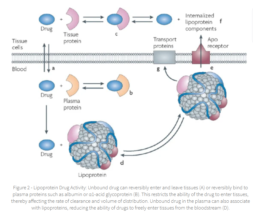 <p><span>As the unbound form is metabolized and/or excreted from the body,</span></p>