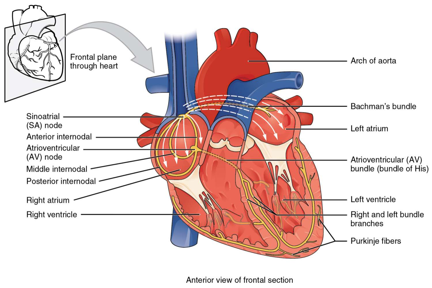 <p><strong><mark data-color="rgba(0, 0, 0, 0)" style="background-color: rgba(0, 0, 0, 0); color: inherit;">a critical component of the cardiac electrical conduction system, located in the right atrium's Koch triangle</mark></strong><span><span>. It functions as an electrical bridge between the atria and ventricles, introducing a brief, 0.09s delay to allow ventricular filling. It serves as a backup pacemaker (40–60 bpm).</span></span></p>