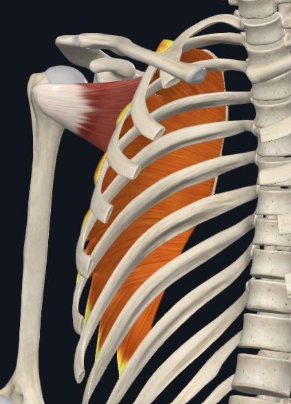 <p>Serratus anterior</p>