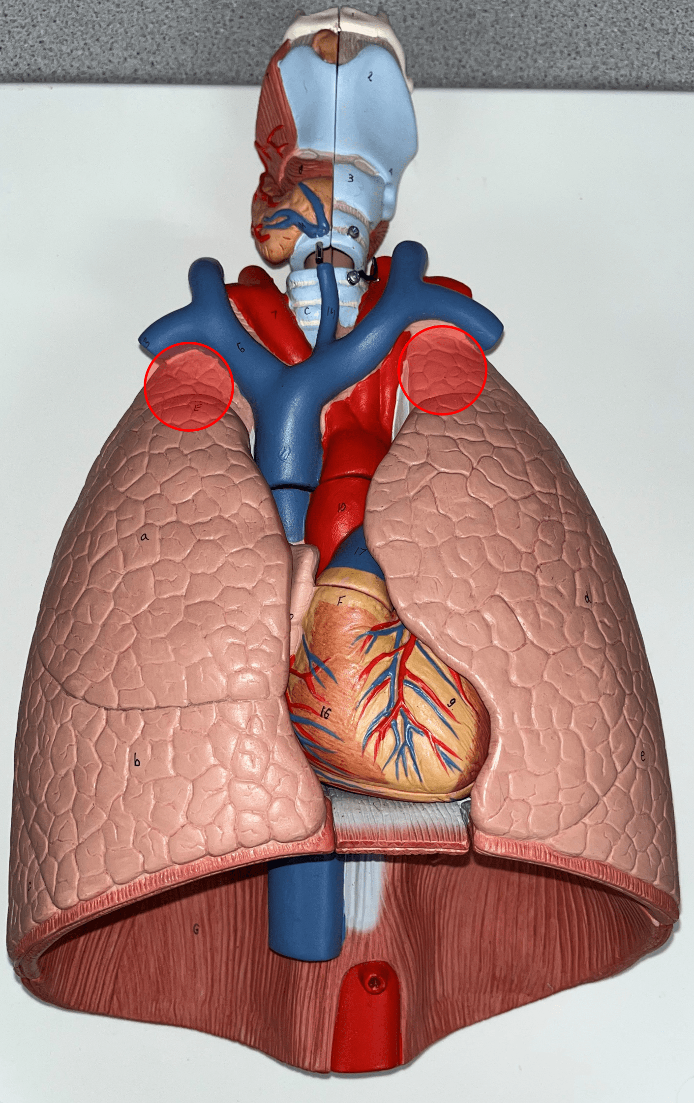 The rounded superior portion of the R. and L. lungs.