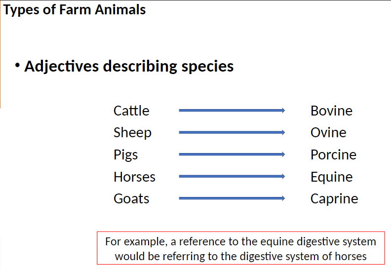 <p><strong>Cattle</strong> ā Bovine</p><p><strong>Sheep</strong> ā Ovine</p><p><strong>Pigs</strong> ā Porcine</p><p><strong>Horses</strong> ā Equine</p><p><strong>Goats</strong> ā Caprine</p><p><strong>Example</strong><br>āA reference to the <strong>equine digestive system</strong> means the digestive system of horses</p>