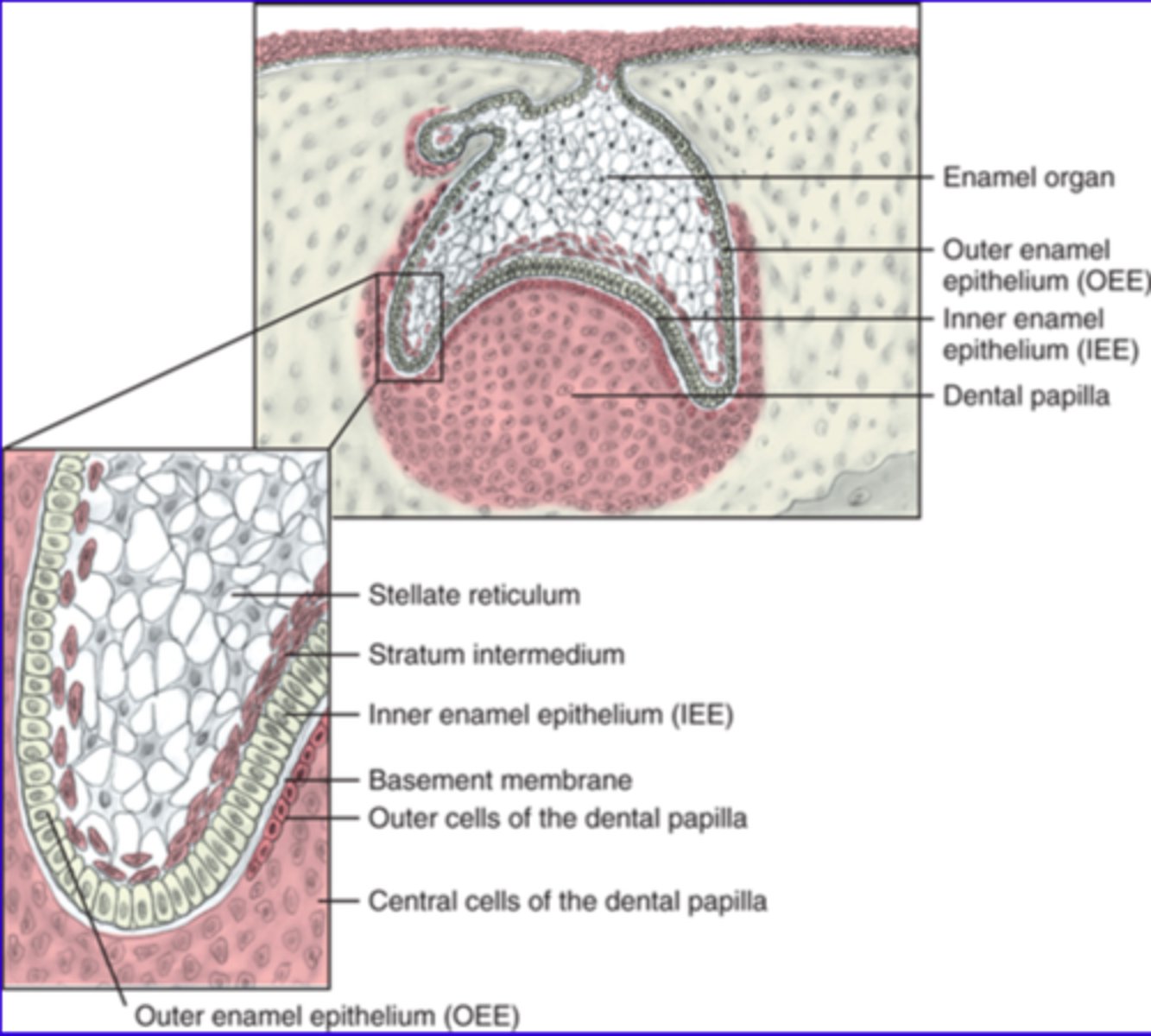 <p>Between IEE and stellate reticulum</p>