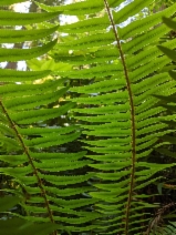 Sword fern