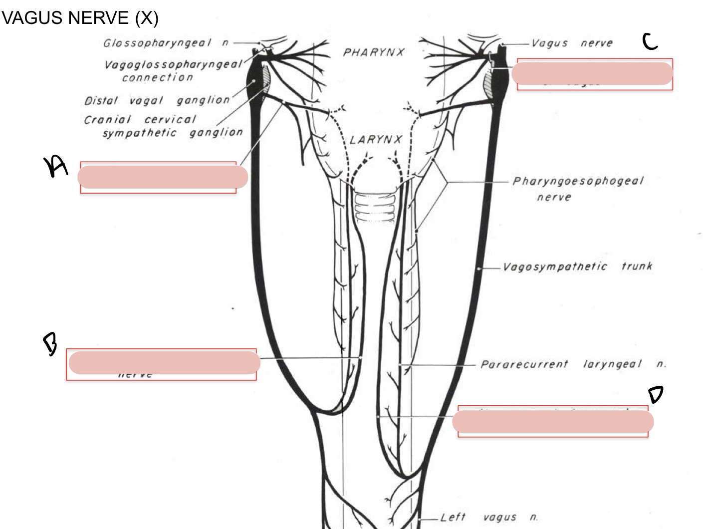 <p>Name the structure(s) indicated by a, b, c, and d.</p>