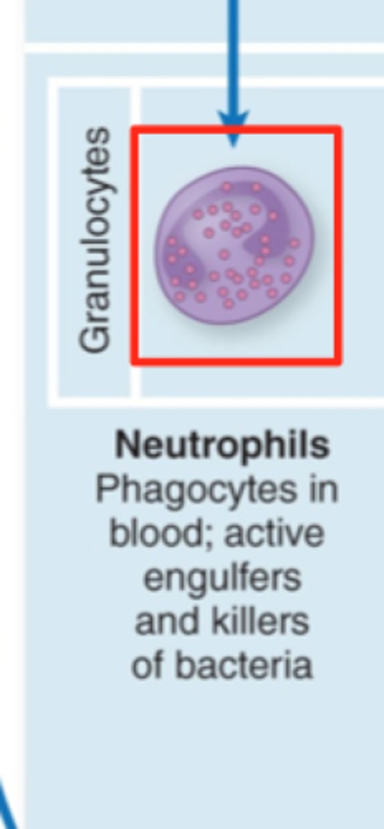 <p>- neutrophils</p><p>- band neutrophils may be present in overwhelming response (immature neutrophils)</p>