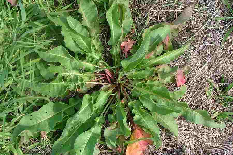 <p>Curly dock (Invasive)</p>
