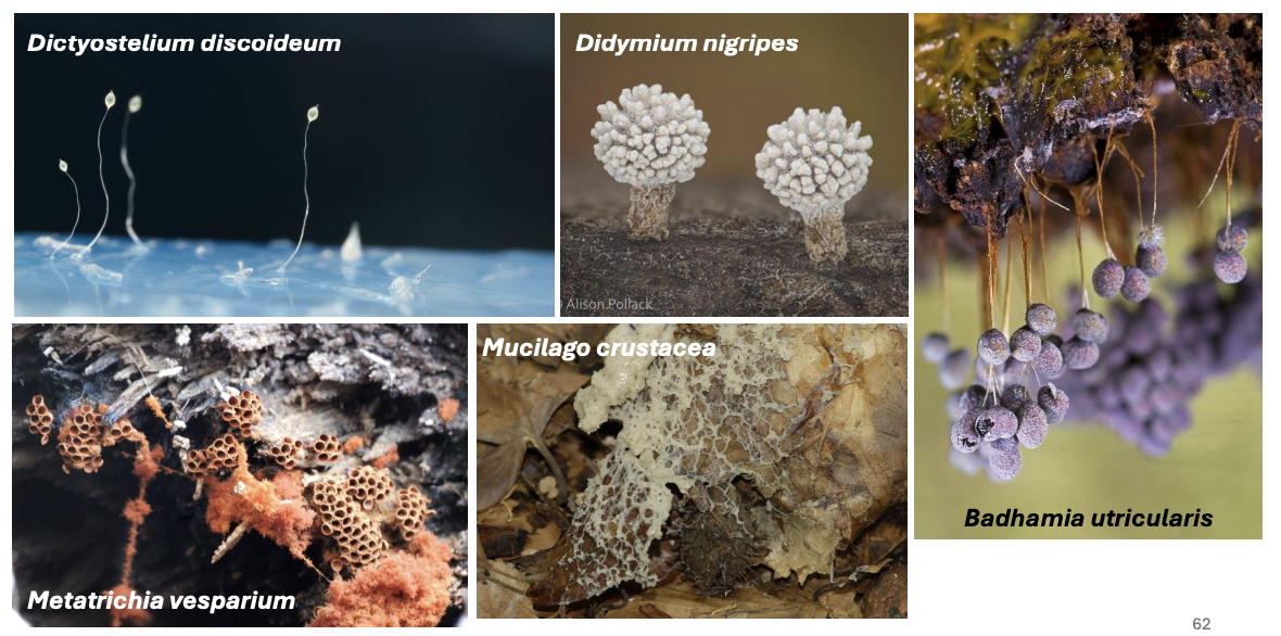 <p>Slime molds</p>