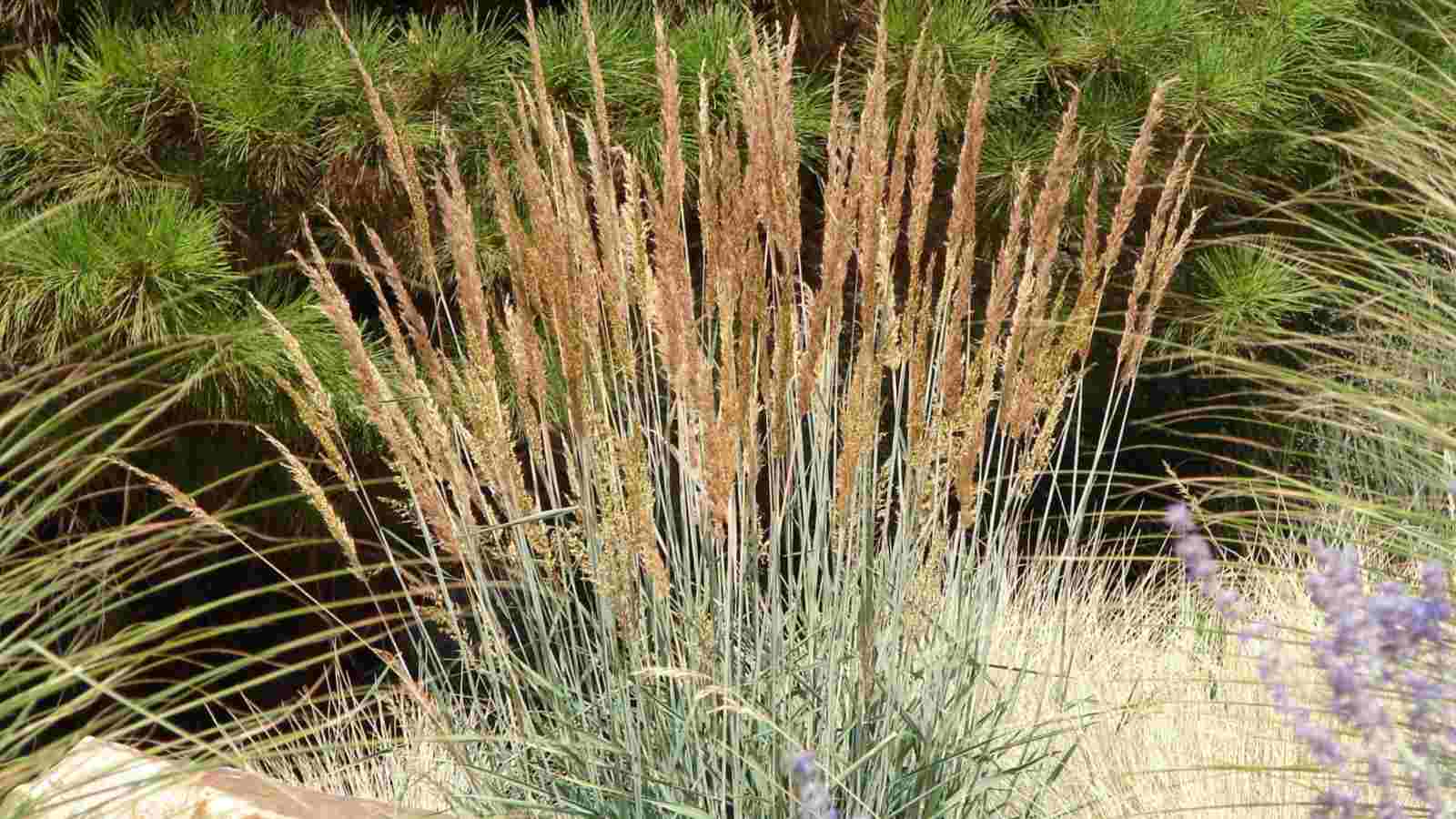 <p>Indiangrass </p>