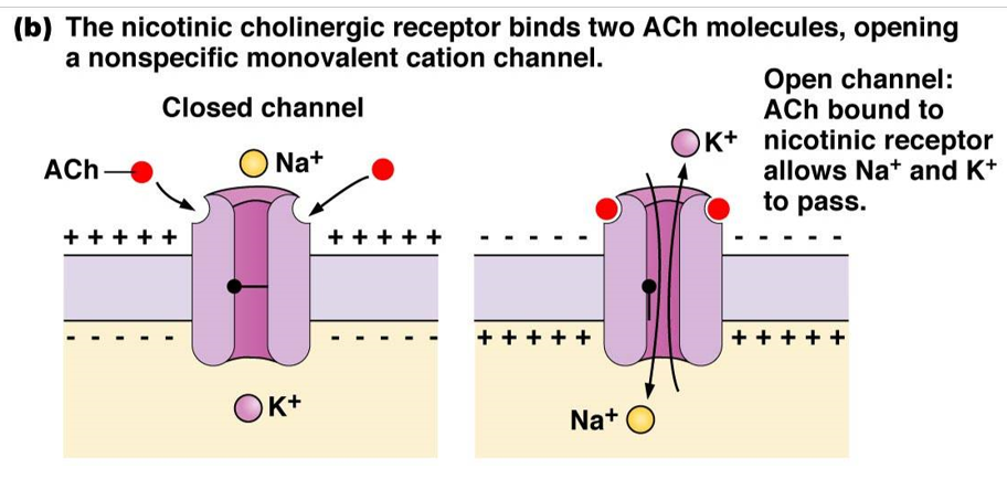 <p><u>nicotinic receptor</u></p><ul><li><p><strong>2 acetylcholine</strong> molecules bind</p></li><li><p>opens a non-specific monovalent <strong>cation channel</strong> (both K+ and Na+ can go through)</p></li><li><p>more Na+ goes in than K+ goes out due to voltage difference (negative inside cell)</p></li><li><p>cell <strong>depolarizes </strong>and sends <strong>action potential down</strong> whole muscle</p></li></ul>