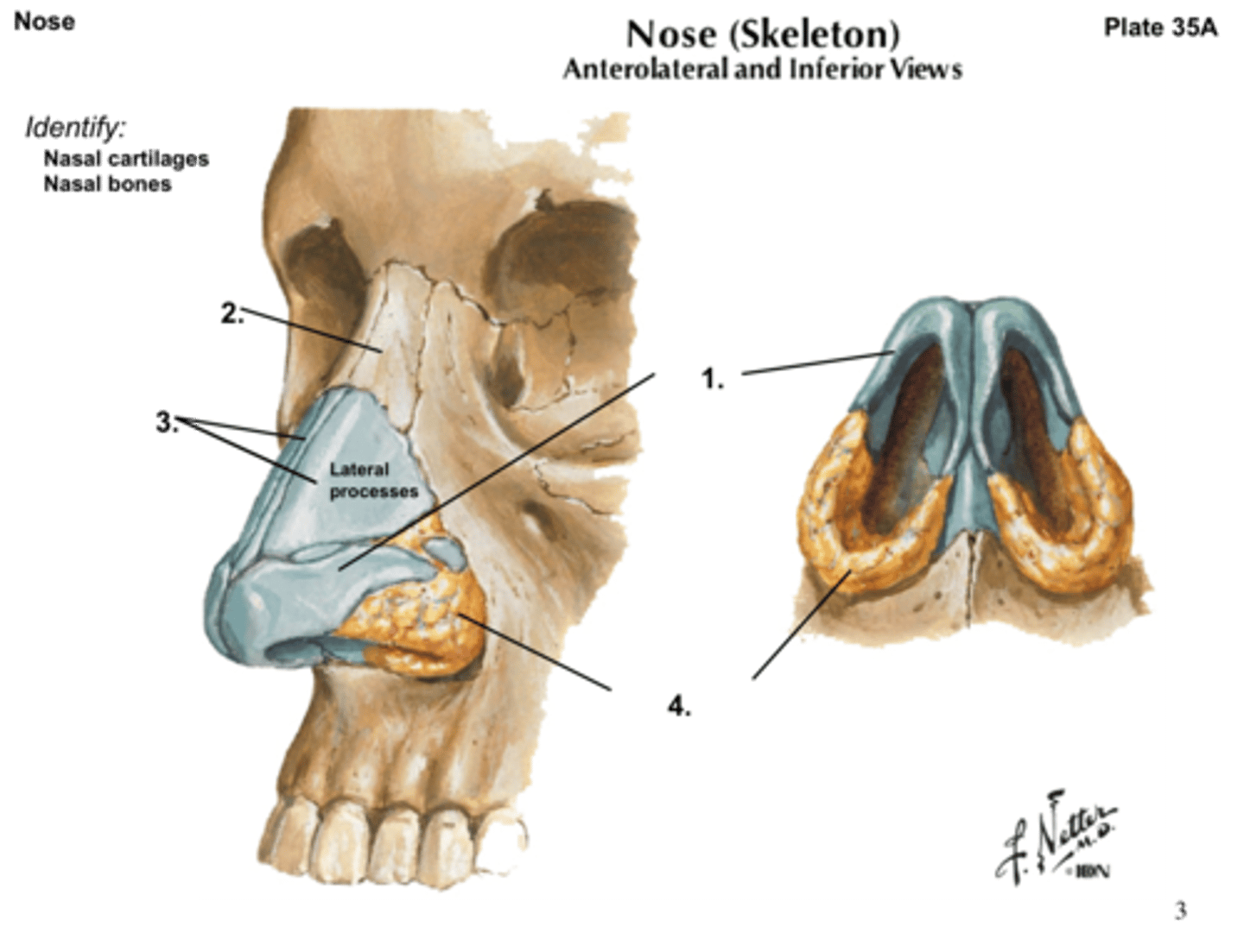 <p>support the external nose</p>