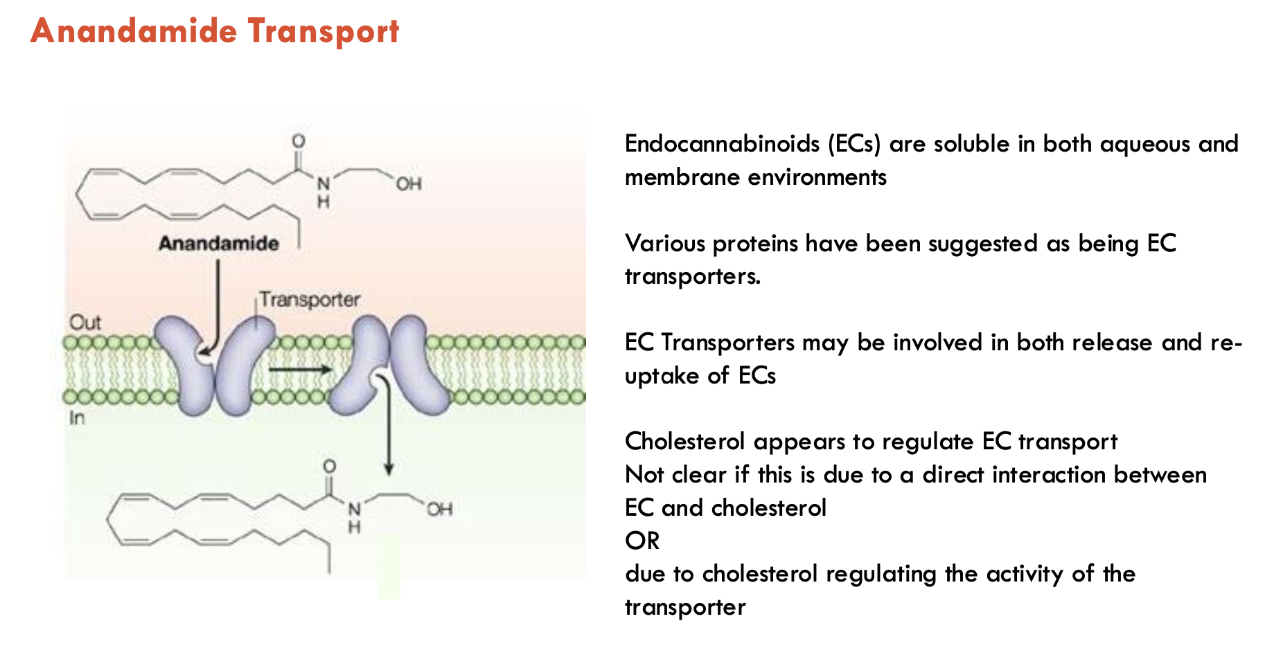 <p><strong>Dual solubility: </strong>eCBs are soluble in both aqueous and membrane environments</p><ul><li><p>EC transporters may be involved in both release and re-uptake of ECs</p></li><li><p>Cholesterol (in the membrane) regulates EC transport, likely by:</p><ul><li><p>direct interaction b/w EC and cholesterol <strong>OR</strong> </p></li><li><p>cholesterol regulating transporter activity</p></li></ul></li></ul><p></p>