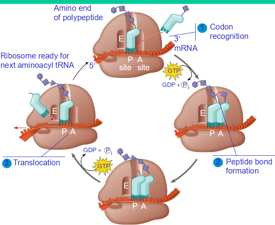 <ul><li><p><strong>P </strong>- site (peptidyl site) - binds to the tRNA holding the growing <strong>polypeptide</strong> chain of amino acids </p></li><li><p><strong>A </strong>- site (acceptor) - binds to tRNA holding the new amino acid to be added to the polypeptide chain</p></li><li><p><strong>E </strong>-site (exit) - binds a tRNA that already unloaded its amino acid and it is going to be released</p></li></ul><p></p>