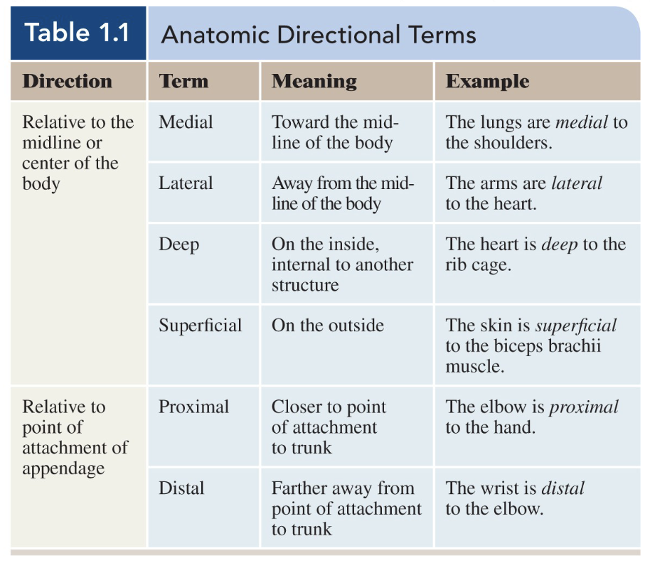 <p>closer to point of attachment to trunk</p>