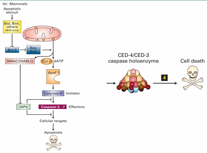 <ul><li><p>EGL-1 Homologs: Bid and Bim</p></li><li><p>CED-9 Homolog: Bcl-2</p><ul><li><p>Bcl-2 controls Bak and Bax</p></li></ul></li><li><p>CED-4/3 form a complex called the caspase holoenzyme&nbsp;</p><ul><li><p>Protease targeting many different proteins for degradation</p></li></ul></li><li><p>CED-3/4 mutations <em>prevent </em>death</p></li><li><p>ced-9 mutations make <em>all cells die</em></p><ul><li><p>Inhibits activation of caspase holoenzyme</p></li><li><p>Inhibits apoptosis in this was</p></li><li><p>EGL-1 signals apoptosis by inhibiting CED-9</p></li></ul></li></ul><p></p>