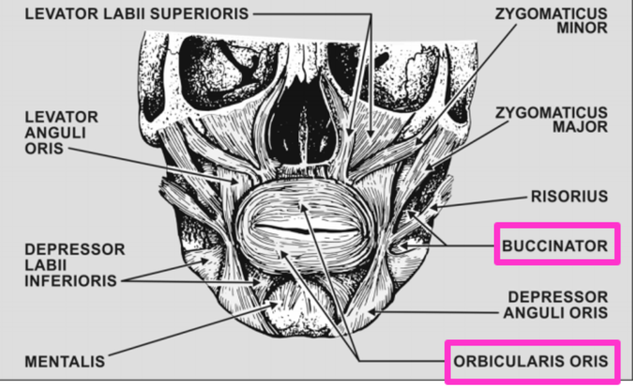 <p>Pulls corners of the mouth laterally and hold food between teeth while chewing</p>