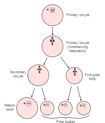 <ul><li><p><span style="background-color: transparent;">First meiotic division begins before birth but is arrested until post-puberty</span></p></li></ul><p></p>