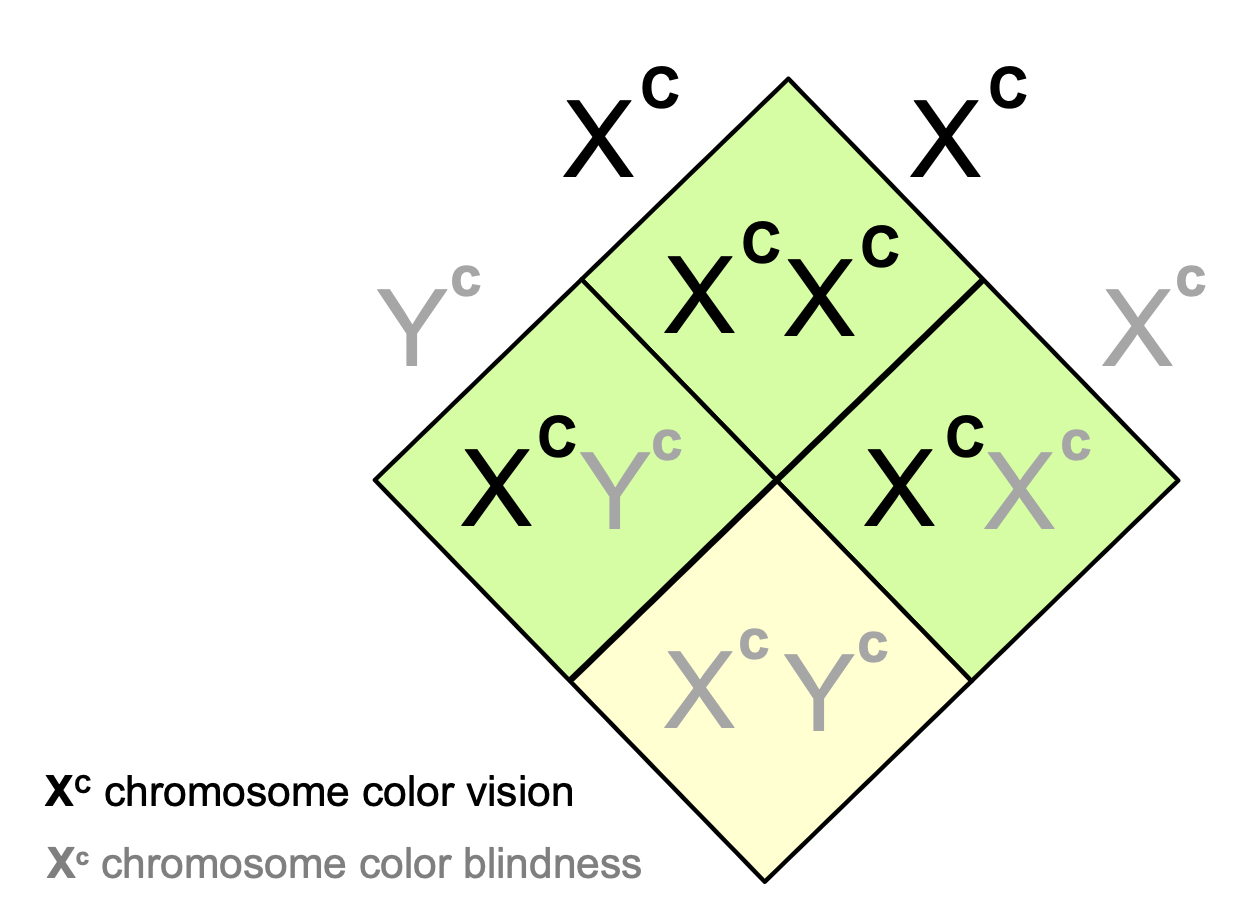 <ul><li><p>The Y chromosome always has the recessive allele because it does not have a gene for colourblindness</p></li></ul>