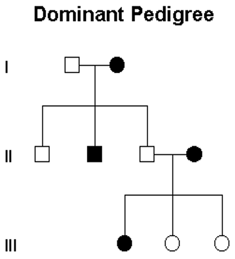 <p><strong><u>Affected individual has:</u> </strong>At least <span style="color: blue"><strong>one affected parent</strong></span></p><p><strong><u>Result of affected individual mating with unaffected individuals:</u> 50% </strong>chance of<span style="color: blue"> <strong>transmitting dominant allele</strong></span></p><p><strong><u>2 affected individuals’ children maybe:</u> </strong><span style="color: blue"><strong>Unaffected</strong></span></p><p><strong><u>2 unaffected individuals’ children are:</u> </strong><span style="color: blue"><strong>Only unaffected</strong></span></p><p><strong><u>Skipped generations:</u> </strong><span style="color: blue"><strong>No, phenotype</strong></span><strong> </strong>appears in <span style="color: blue"><strong>every generation </strong></span></p><p></p>