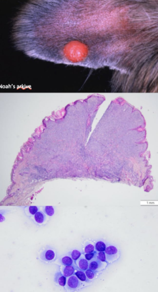 <p>What kind of round cell tumor is this?</p>