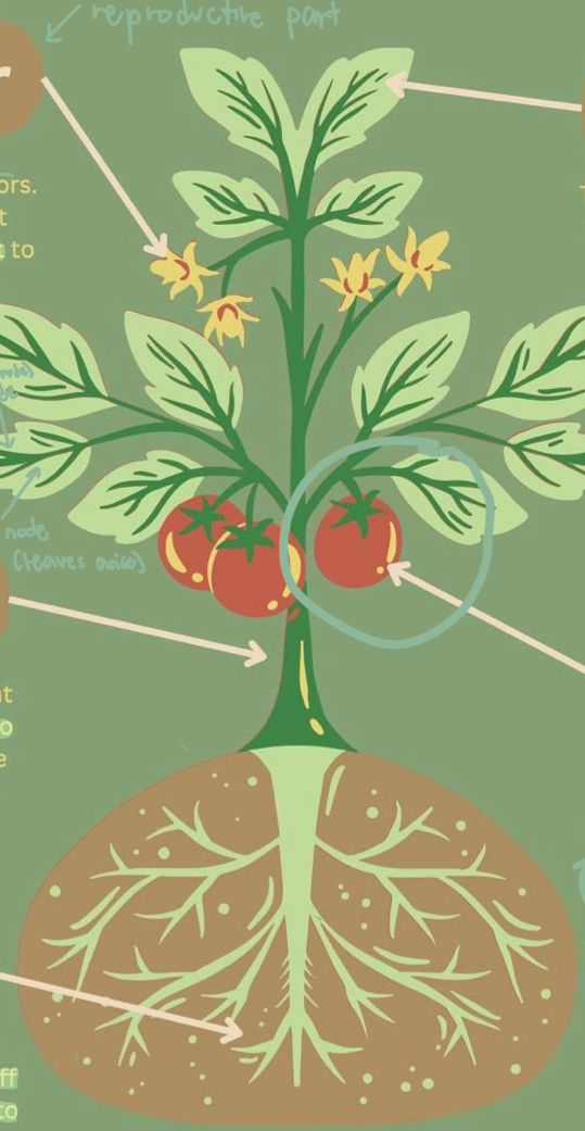 <p><span>It is an ovary that develops after fertilization. Some _____ are developed without fertilization and are known as <em>parthenocarpy</em>.</span></p>