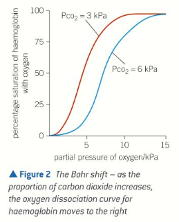 <p>At higher partial pressures of CO2, haemoglobin gives up O2 more easily</p>