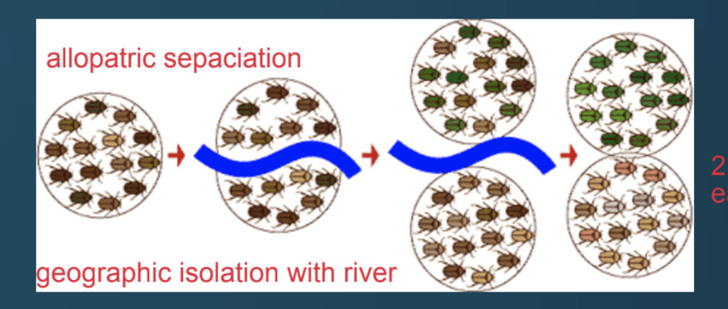 <p>Allopatric speciation</p>