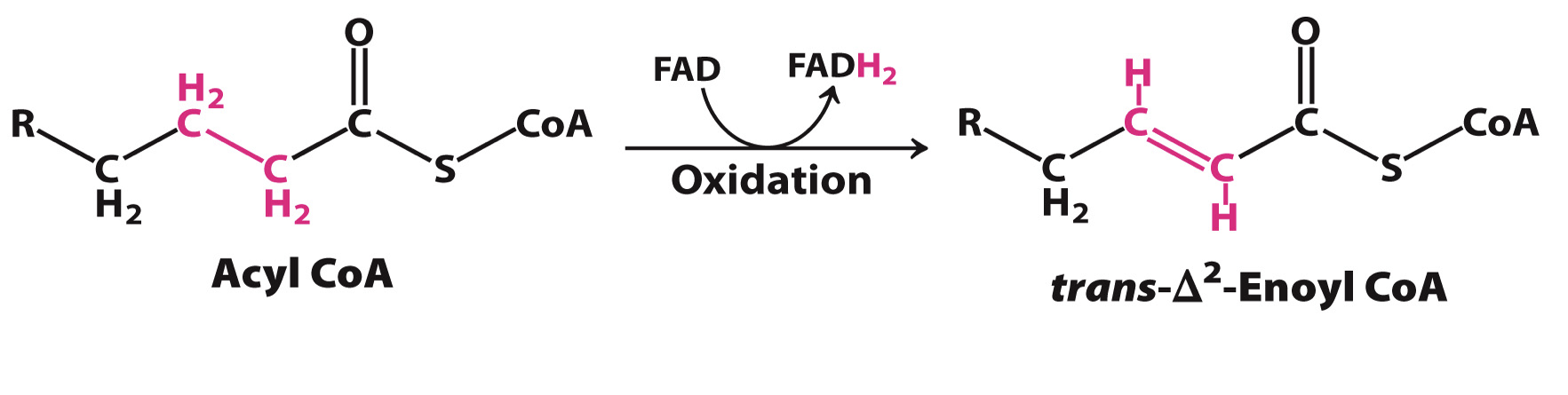 <p>1st Reaction in the beta-oxidation pathway that generates trans double bond between carbon-2 and -3;</p><ul><li><p><strong>enzyme</strong> = Acyl CoA dehydrogenase</p></li><li><p><strong>Products</strong>: Trans-delta2-enoyl CoA and FADH2</p></li></ul><p></p>