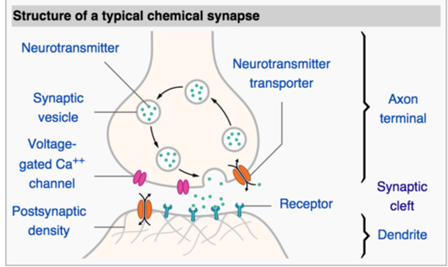 <p>a type of antidepressant which prevents the uptake of serotonin by pre-synaptic neurons so it leads to a relief of symptoms</p>
