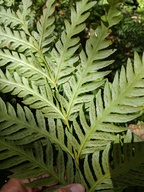 giant chain fern