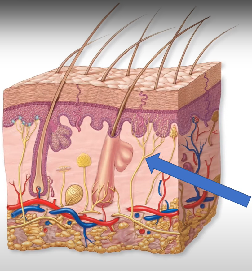 <p>-unencapsulated tactile receptor</p><p>-closest to skin surface. simplest</p><p>-phasic or tonic</p><p>-sense temp or pain</p>