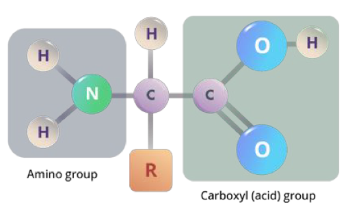 <p>4 components attached to a central carbon: </p><ol><li><p>amino (NH<sub>2</sub>) group </p></li><li><p>carboxyl (COOH) group </p></li><li><p>R group </p></li><li><p>Hydrogen </p></li></ol><p></p>
