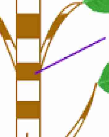 <p>found at the <strong>vicinity of nodes</strong> which</p><p>occurs at intervals along stems</p>