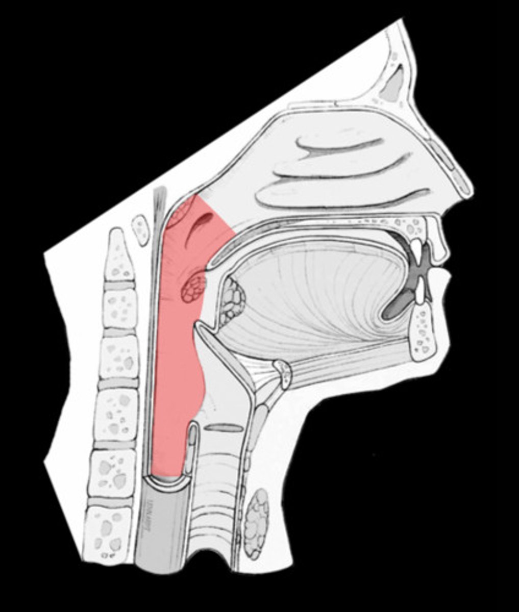 <p>The voluntary phase of swallowing occurs as the bolus is pushed into what structure?</p>