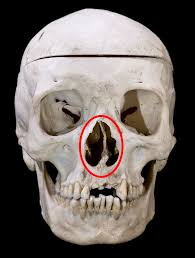 <p>nasal opening</p>