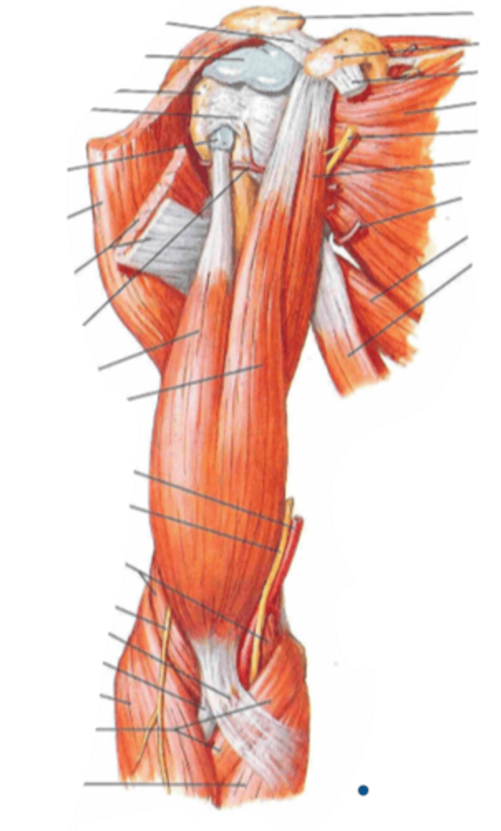 <p>Identify the innervation of the structure indicated by the arrow</p>