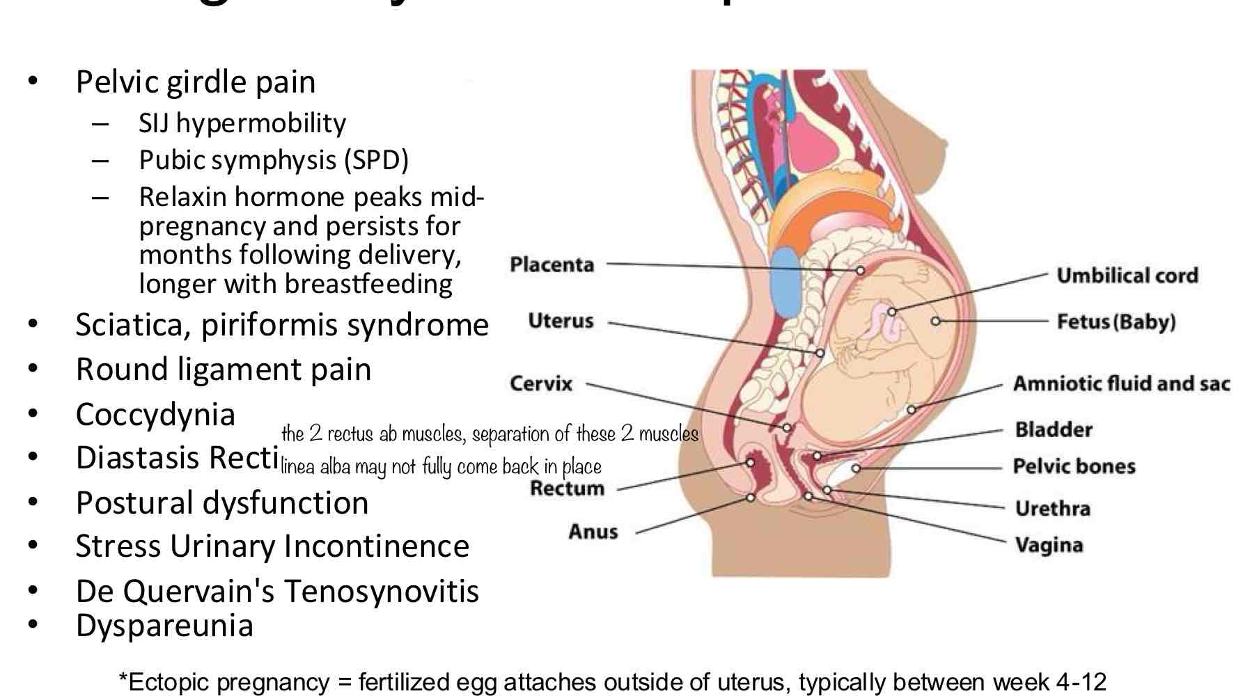 <ol><li><p>sciatica, piriformis syndrome</p></li><li><p>round ligament pain</p></li><li><p>coccydynia</p></li><li><p>diastasis recti</p></li><li><p>postural dysfunction</p></li><li><p>stress urinary incontinence</p></li><li><p>de quervain’s tenosynovitis</p></li><li><p>dyspareunia</p></li></ol>