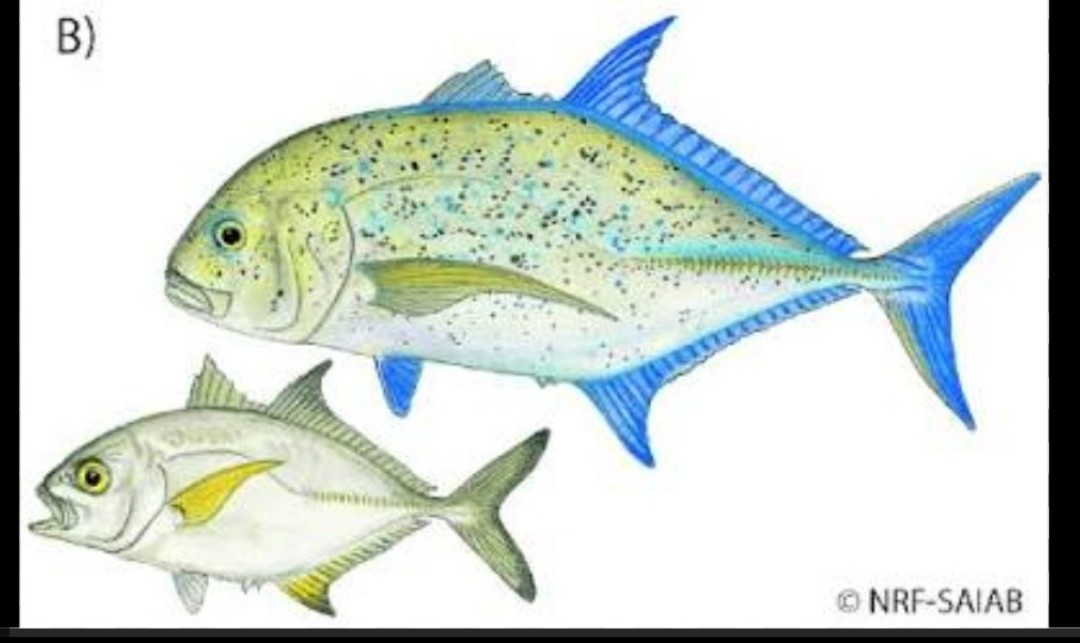 <p>Carangidae family</p><p class="has-focus">opportunistic predator with a diet of small fish, crustaceans, squid, and other invertebrates. Adults mainly eat fish, squid, and crustaceans, while juveniles consume a higher percentage of crustaceans before shifting to a more fish-based diet as they mature.</p><p class="has-focus">sleek, brassy-colored fish with electric blue fins and a pointed snout. Its body is covered in small blue-black spots that become more numerous with age</p>