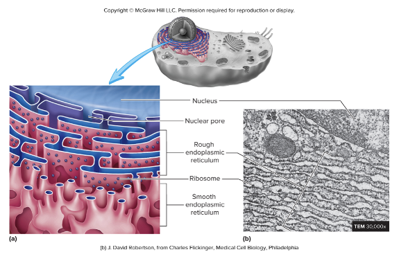 <ul><li><p>flat parallel cisternae covered with ribosomes </p></li><li><p>continuous with the outer membrane of the nuclear envelope </p></li><li><p>functions:</p><ul><li><p> produces phospholipids and proteins of the plasma membrane</p></li><li><p>produces secreted proteins </p></li><li><p>produces secreted proteins </p></li><li><p>produces proteins stored in <strong>lysosomes</strong> </p></li></ul></li></ul><p></p>
